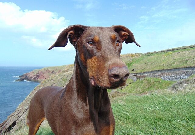 comportament caine Doberman