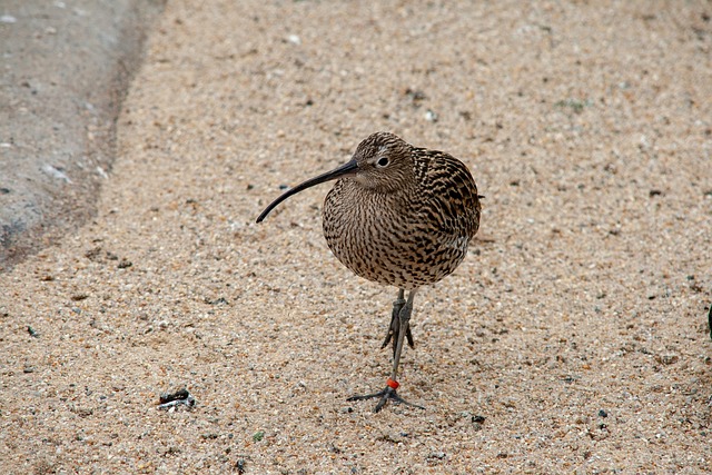 Păsările kiwi